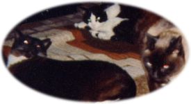 Ralph and 'The Invaders' - from left to right: Shadow, Ralph, Turkey Grunt.
