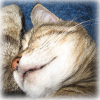 Cat Dictionary: upside-down-head cat