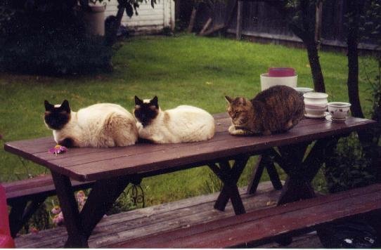 Three cats on a table